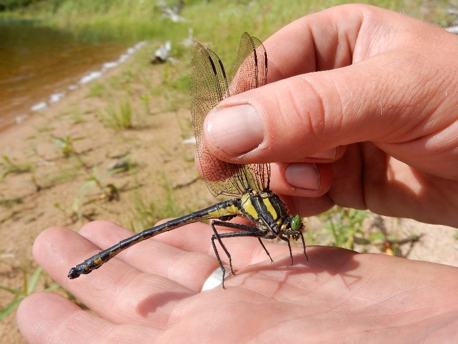 Large dragon fly being held in a hand