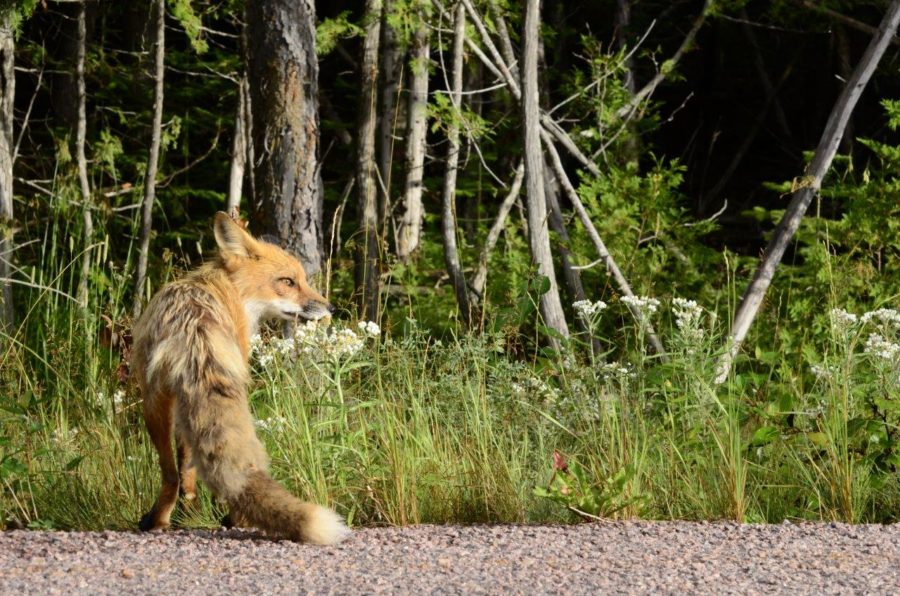 Backside of a fox on the road with trees in the background