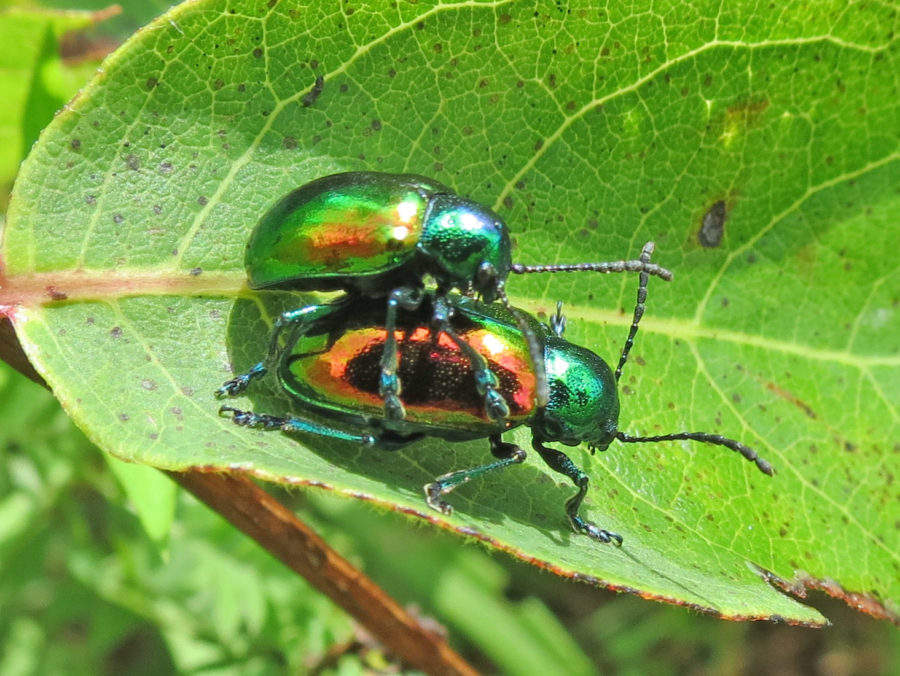 Two green beetles, mating on a green leaf