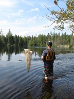 Membre du personnel de Parcs Ontario, en bottes-pantalon, avec un filet dans le lac, à l'affût de libellules.