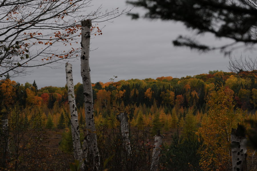 Panorama des feuilles d’automne
