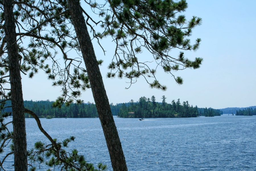 Blue lake with forest in the background and a conifer in the foreground, all under a blue sky