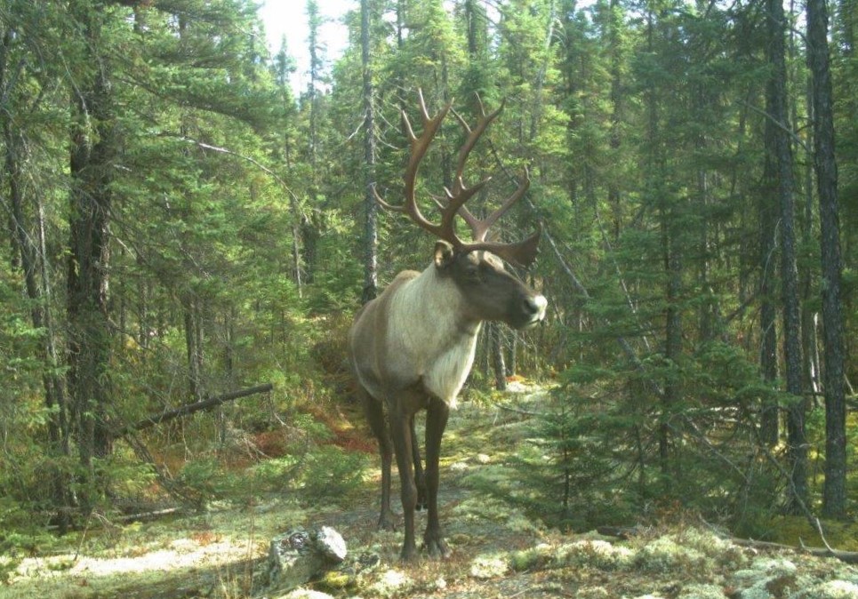 A large ungulate with white breast and large antlers in the forest