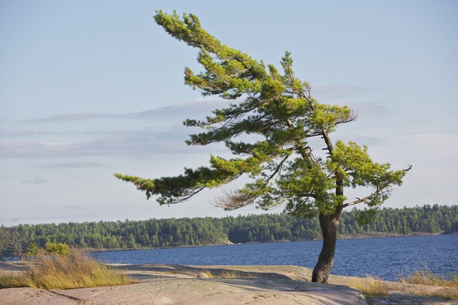 Wind-swept white pine on the rock shore of a lake in summer