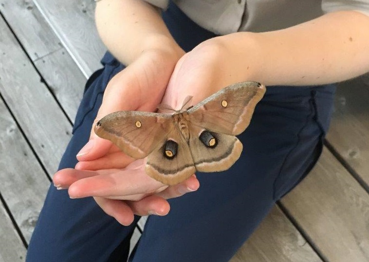 Une image d’un papillon de nuit assis sur la main d’un employé du parc  