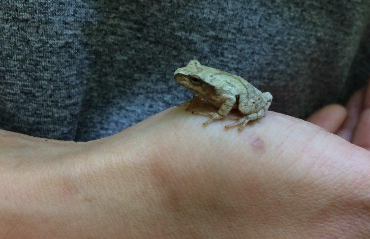 Une petite grenouille assise sur une main 