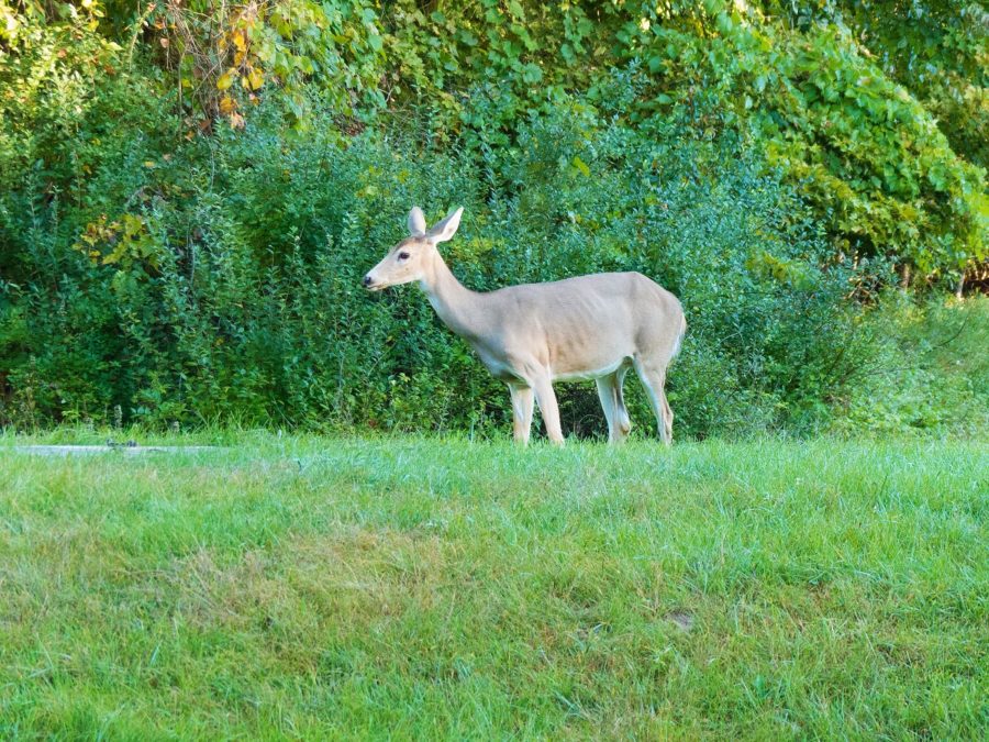 White-tailed deer on grass with trees in the background