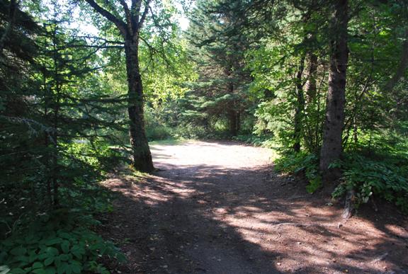 Emplacement de camping partiellement ombragé, avec des arbres formant une enceinte.