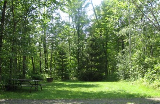 Grassy, green campsite surrounded by mixed forest