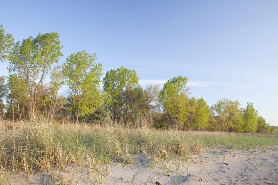 Sandy shore with grasses and poplar trees in summer under a blue sky