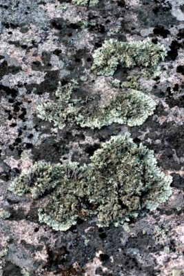 Lichen bleu vert recouvrant un rocher