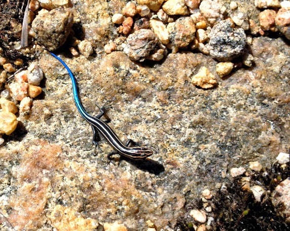 Small lizard on bedrock with a bright blue tail