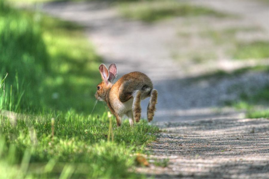 A hare leaping away down a path with grass to the side
