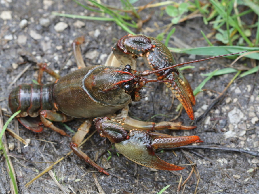 Crayfish on the ground