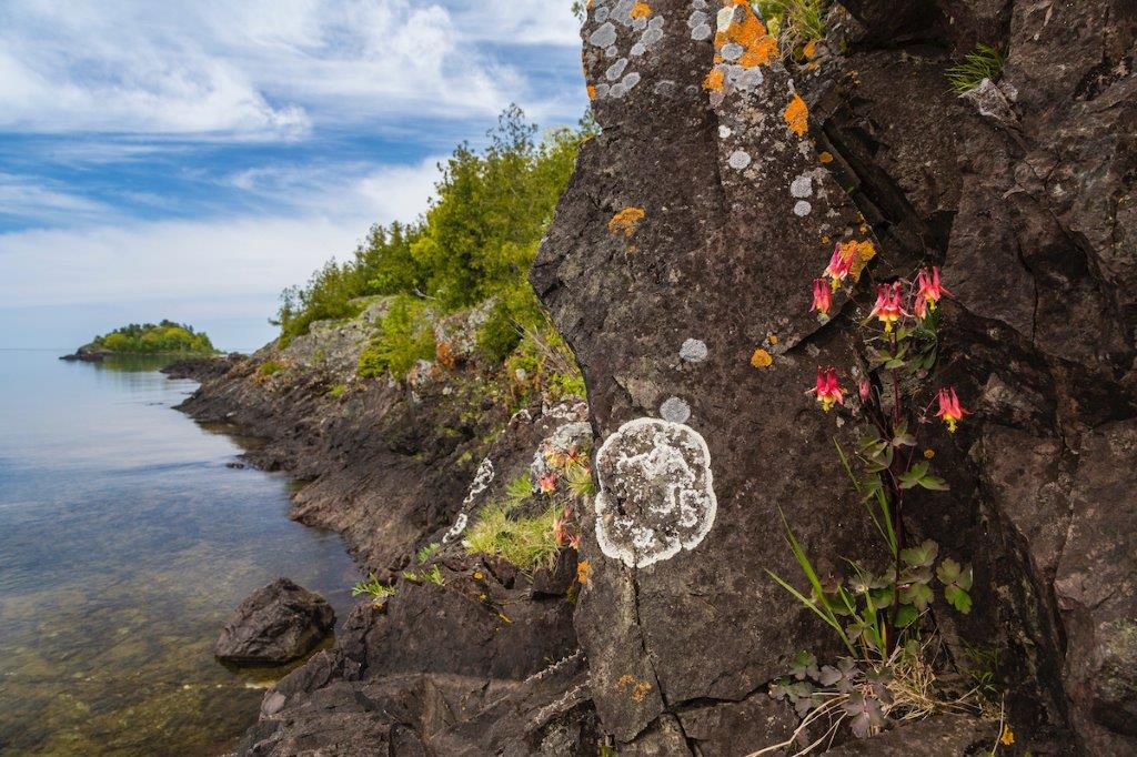 Gros plan sur des rochers, avec une flore colorée et du lichen