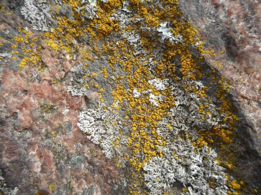 Du lichen de couleur vive sur un rocher dans le nord du parc Algonquin