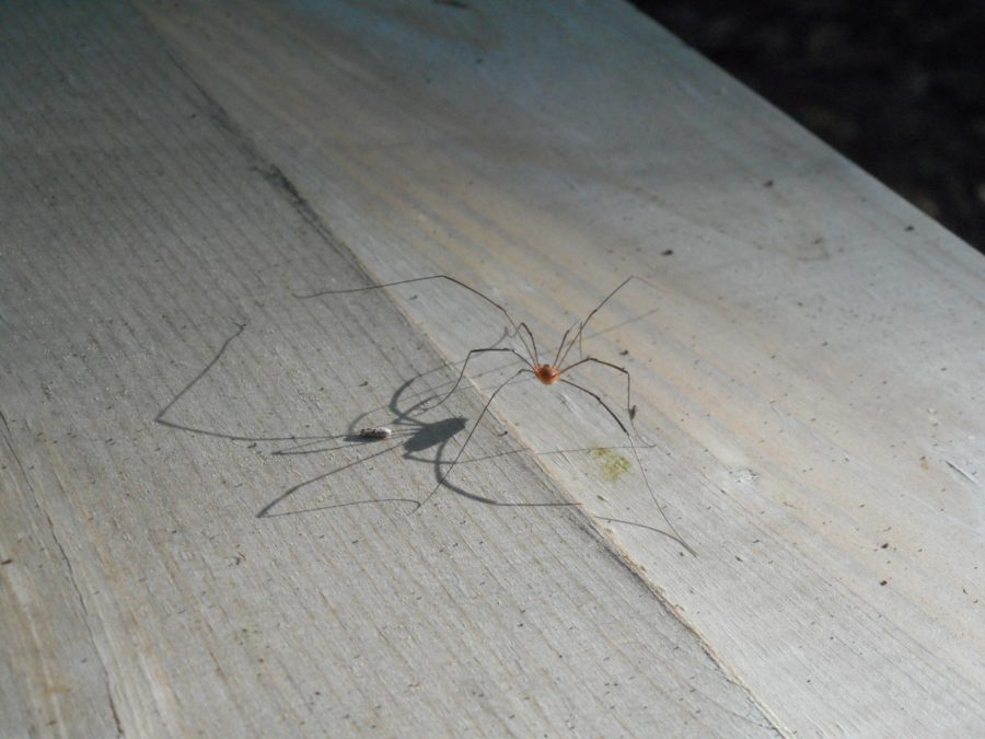 Une araignée sur une planche de bois