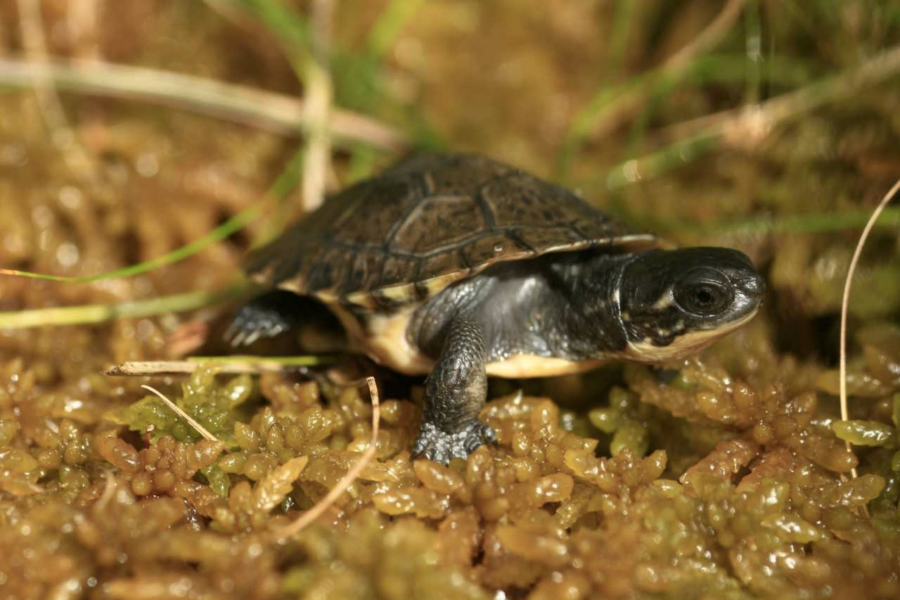 Very small turtle in a bed of moss