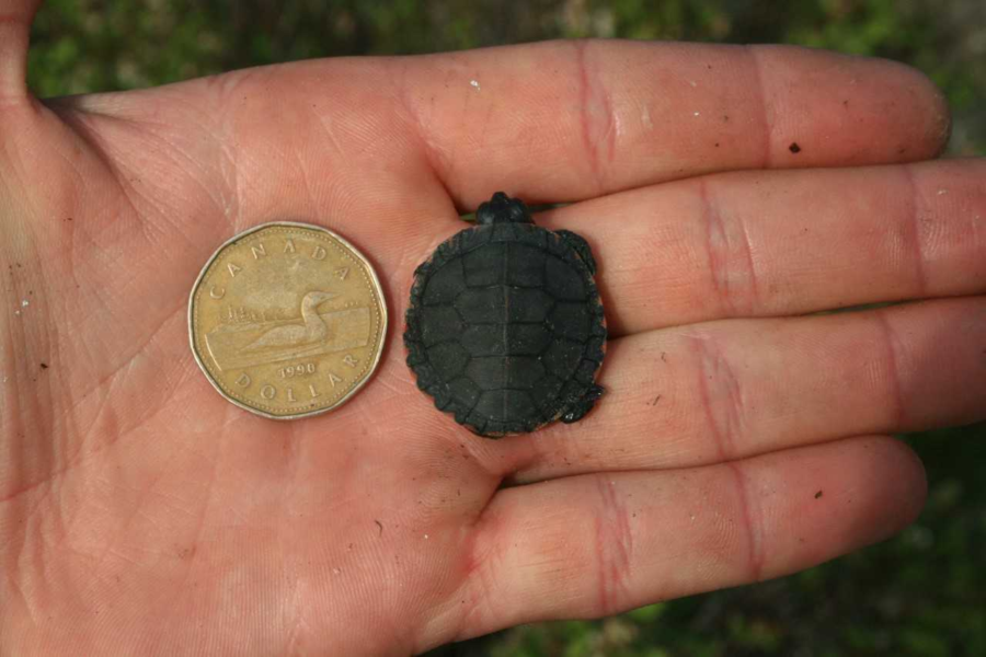 Une tortue nouveau-née de la taille d’un huard 