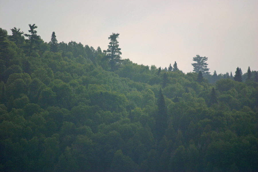 Superbe couvert forestier de pins blancs.