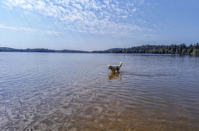 Un chien se baignant dans un lac.
