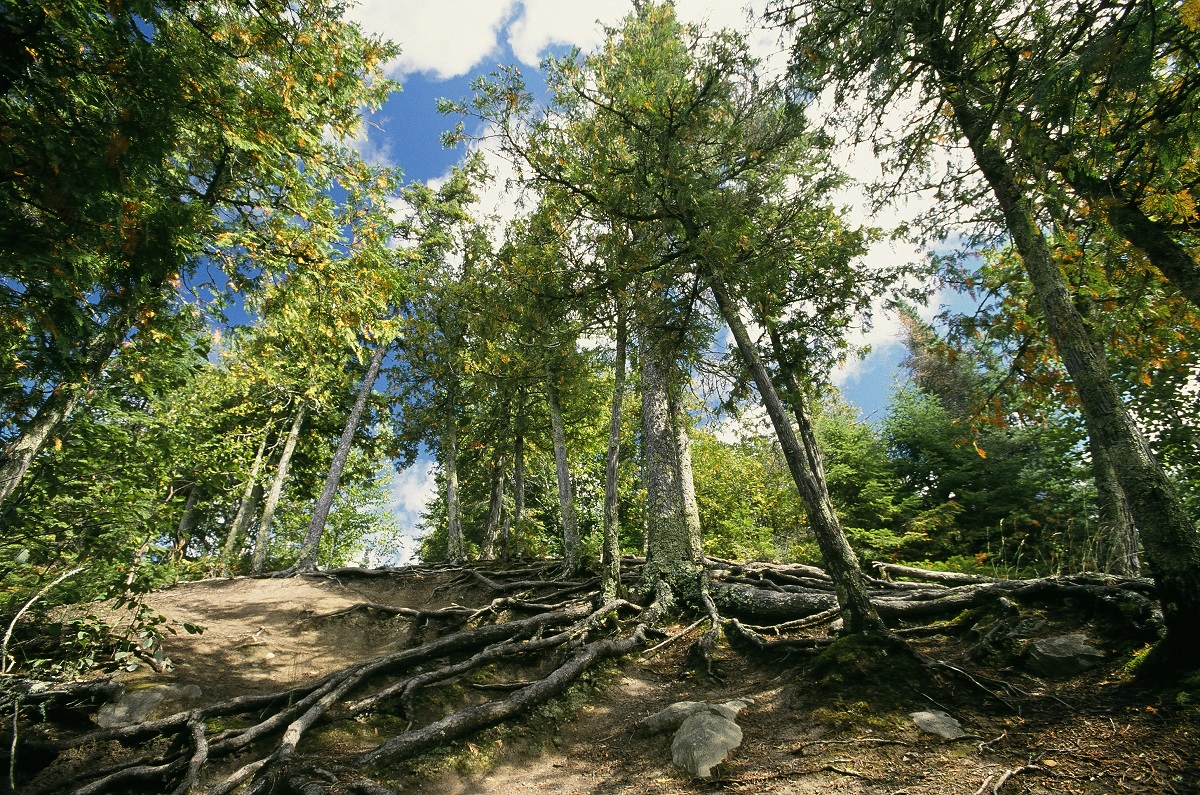 Vue de la forêt depuis le sol forestier