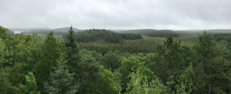 Panoramic shot of forest landscape on a cloudy day