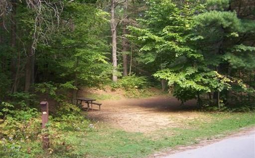 Forested campsite