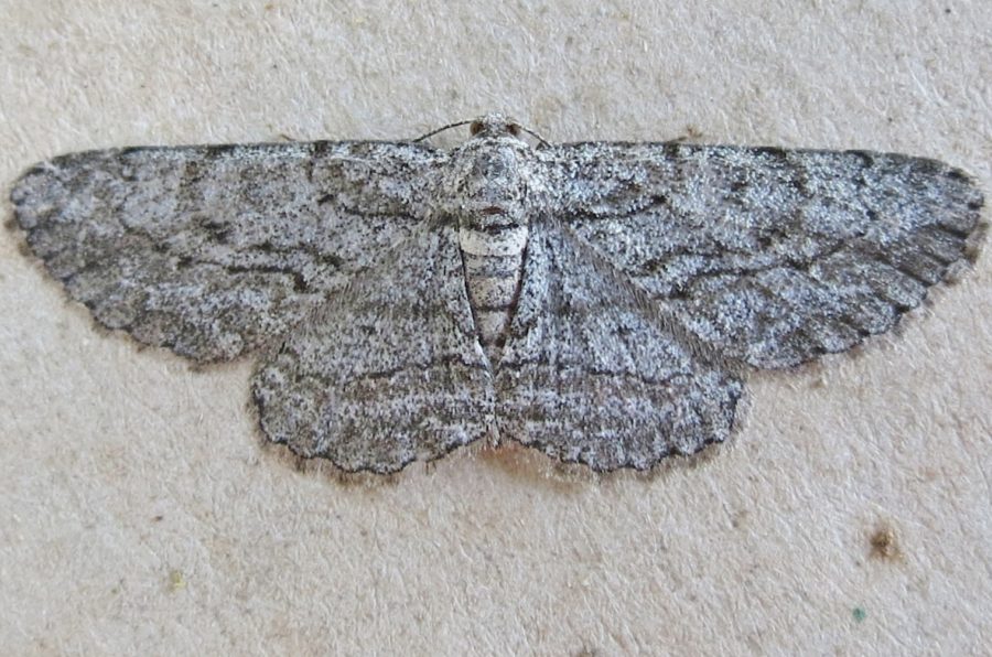 Grey moth 