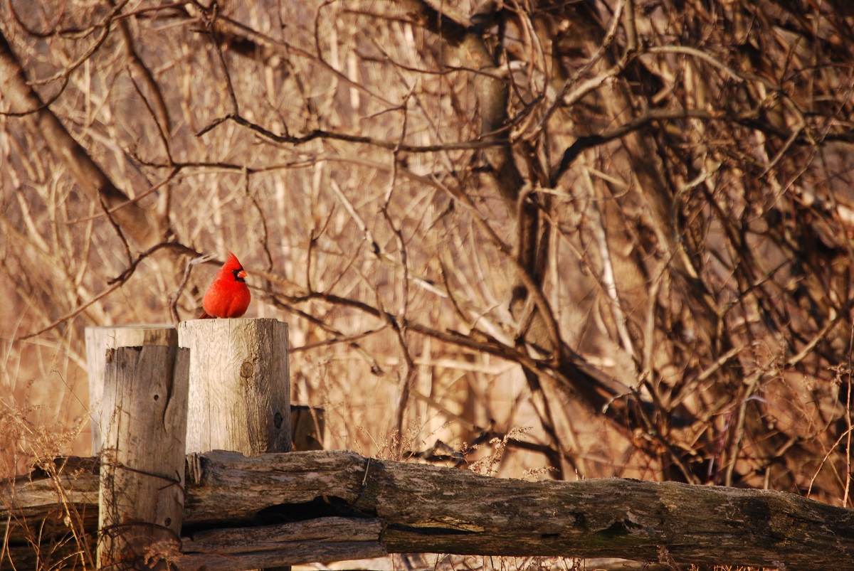Bright red cardinal perched in a brown winterscape