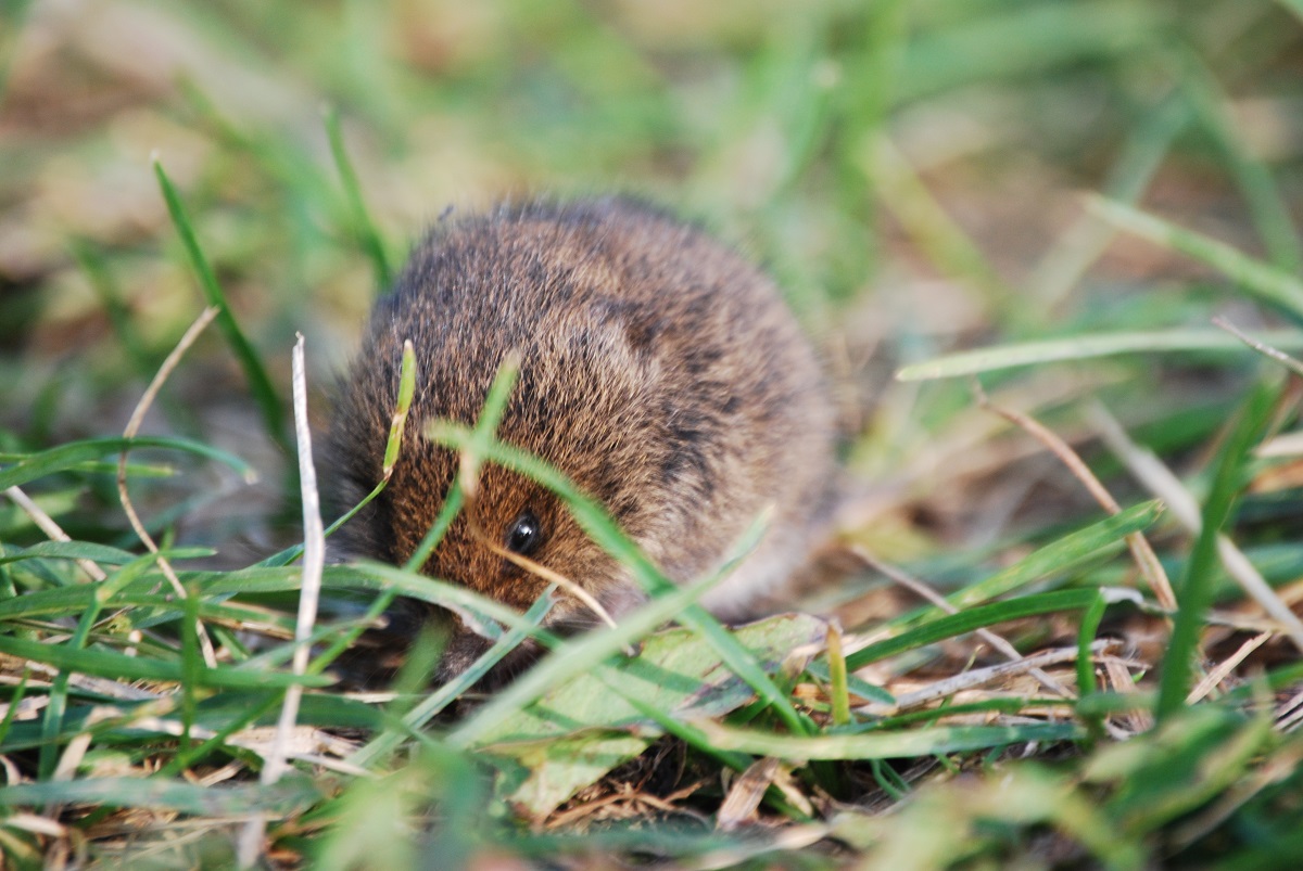 Small rodent in the grass