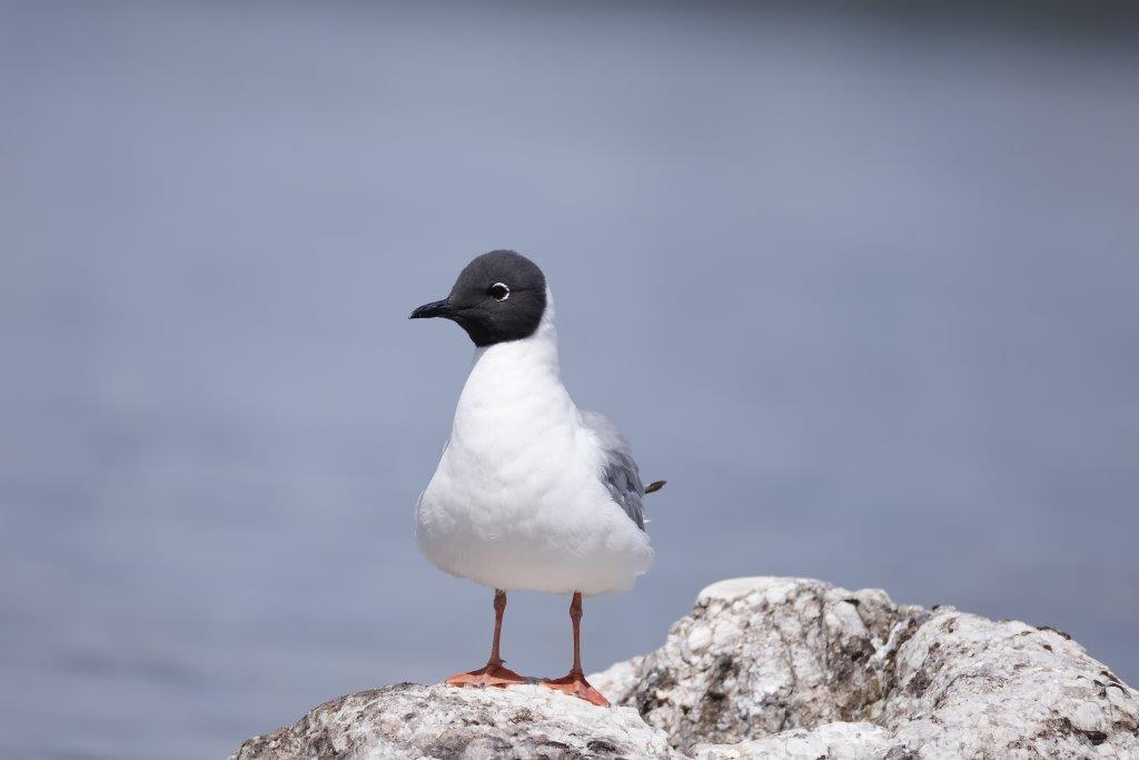 A gull with a white body and black head standing on a rock in front of water