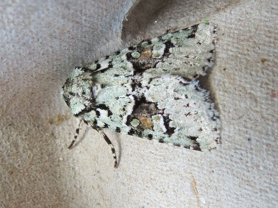 Grey moth with black speckles