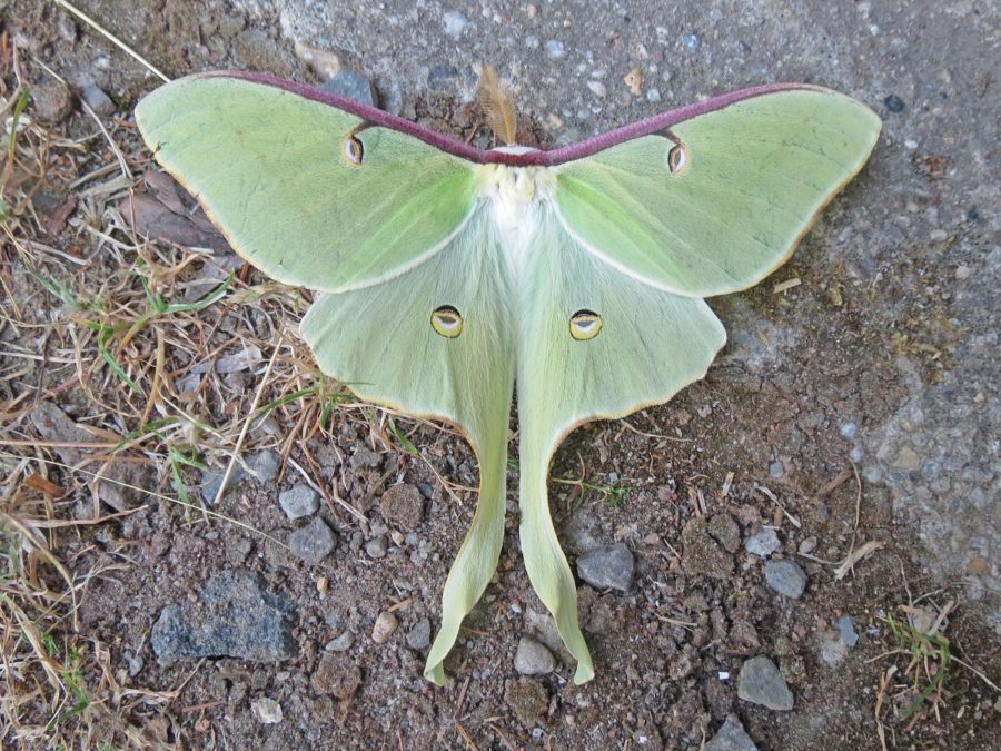 Green moth with tail