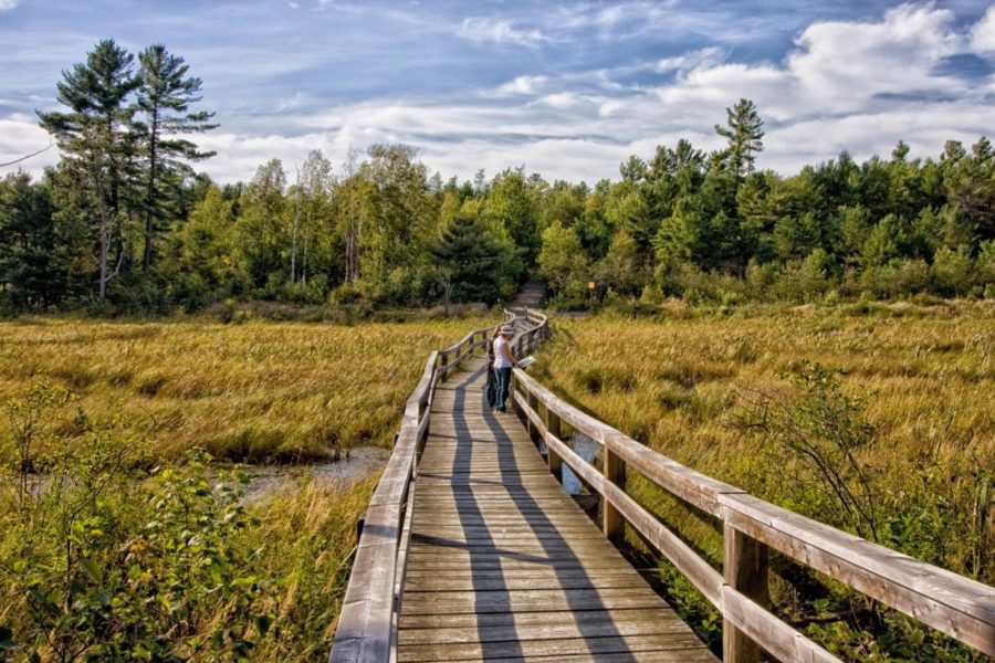 A boardwalk stretches through wetland with forest in the background under blue sky