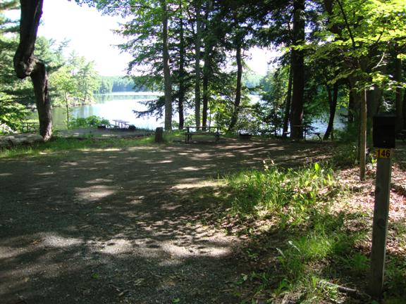 Shady lakeside campsite with mature conifers