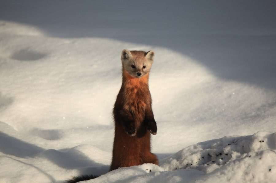Weasel on hind legs in the snow