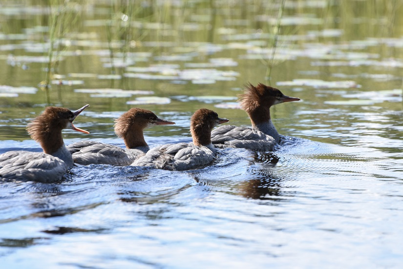 Group of Mergansers swimming in a row.