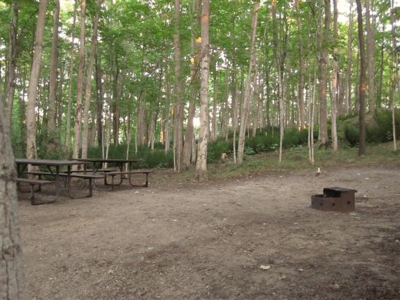 Forest campsite amongst mature deciduous trees