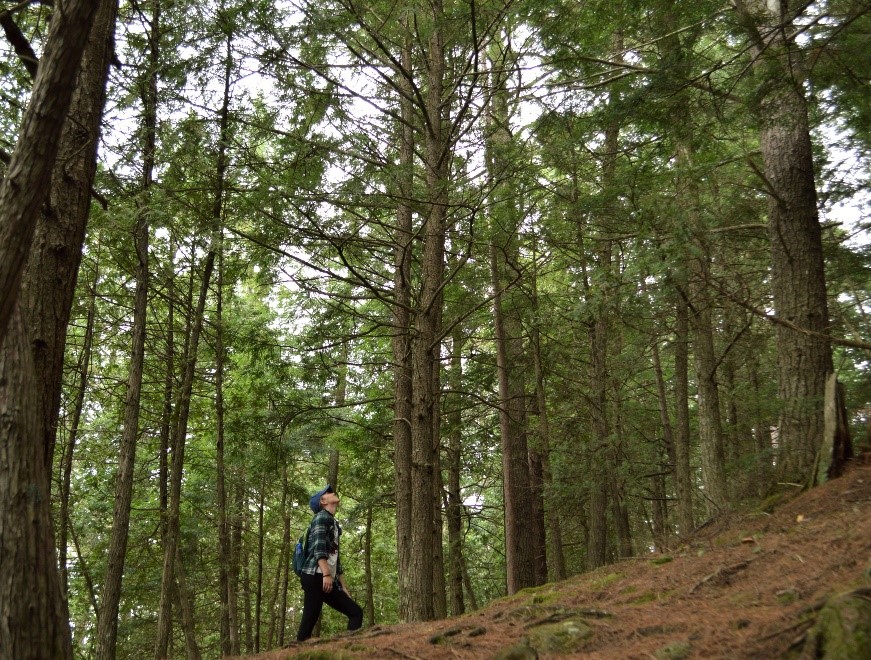 Person walking through a forest 