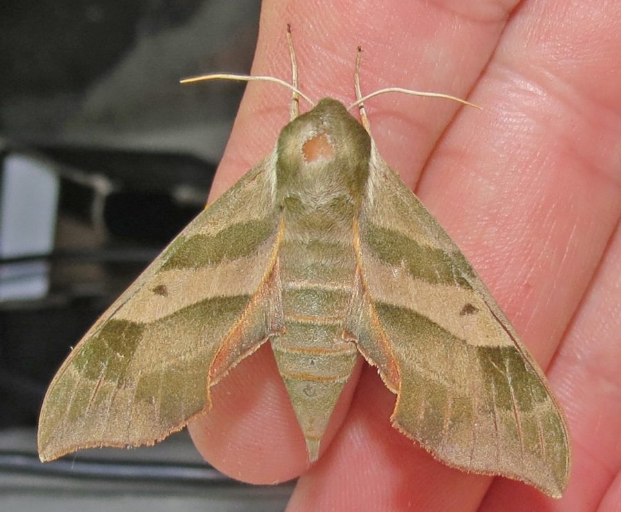 Beige moth with brown design