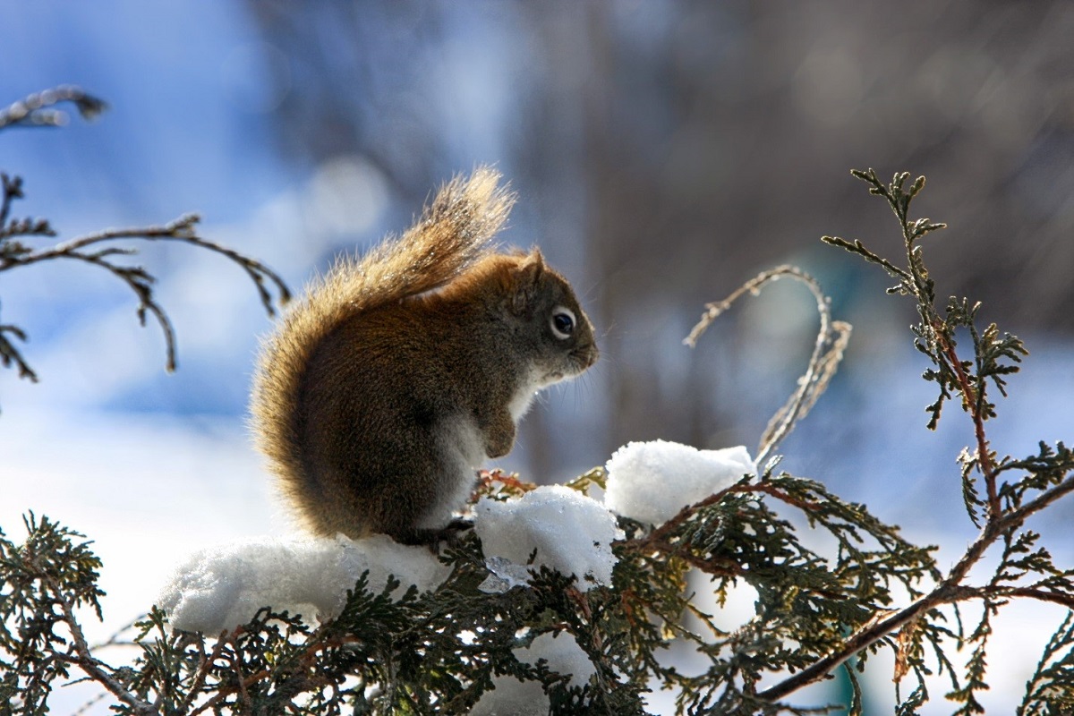 Squirrel on a branch with the snow
