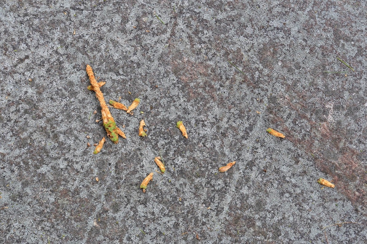 Pine cone litter on rock
