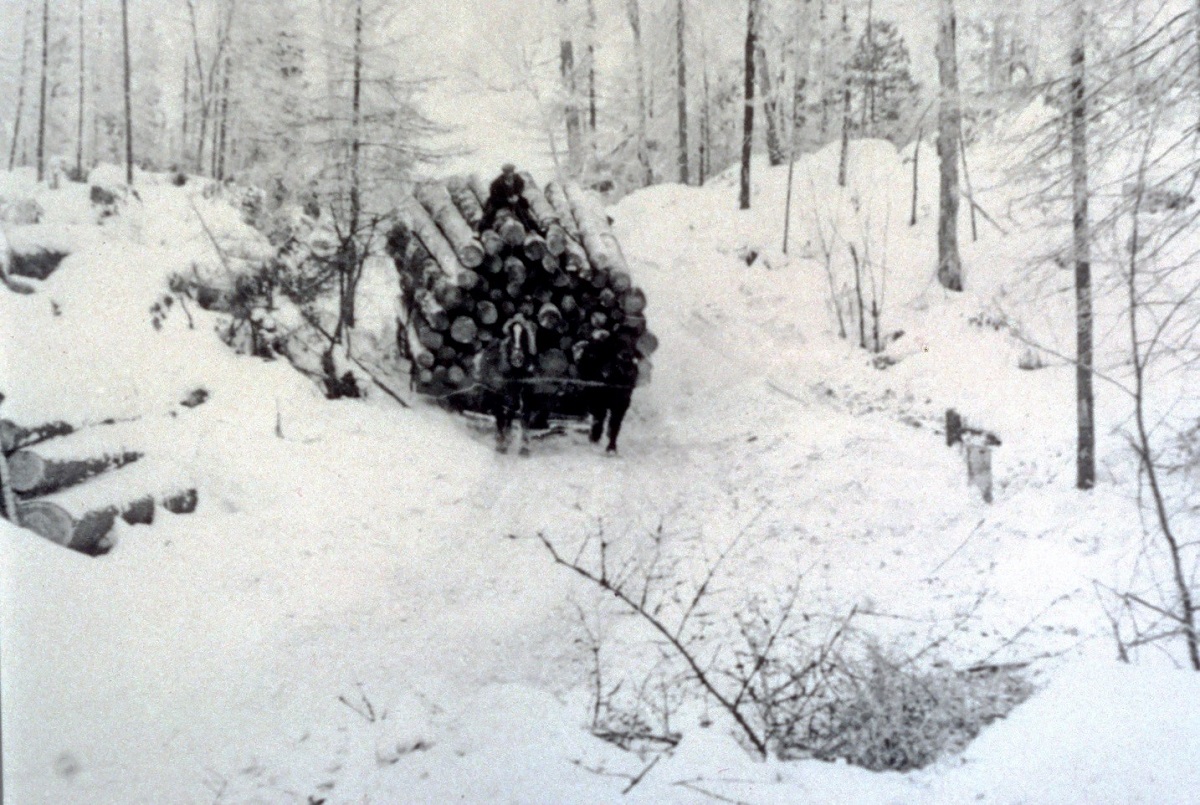 Horse drawn timber harvest through a snowy forest