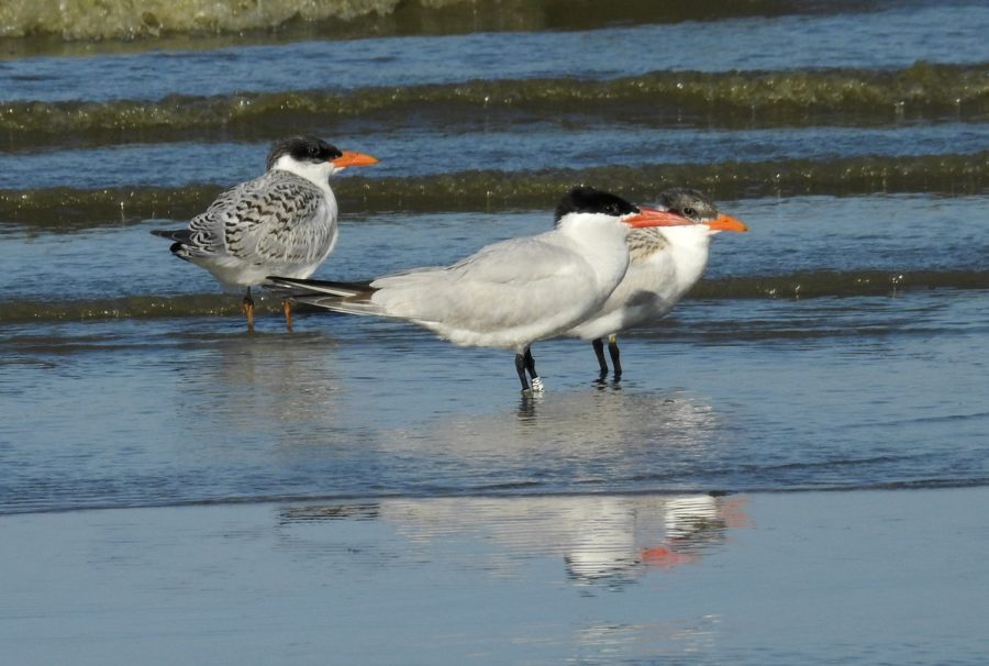 Three Caspian Terns standing on the shore with water in the background
