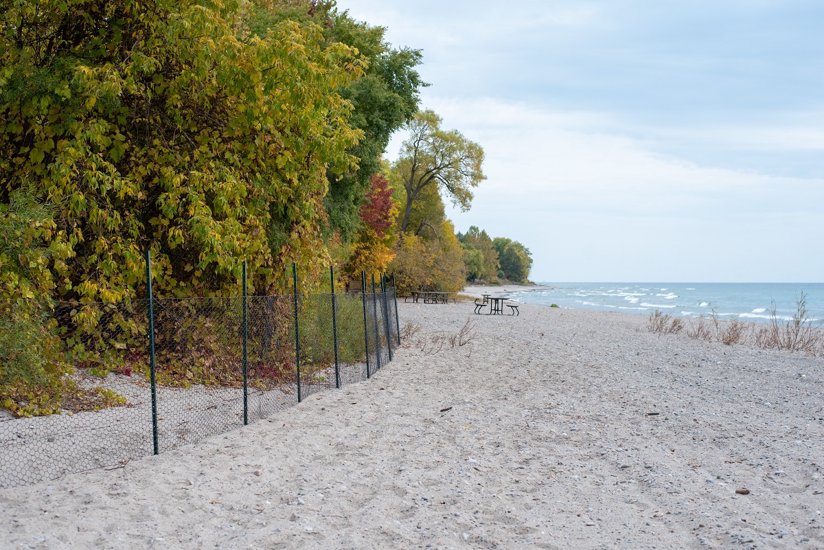 fence protecting forested area from beach 