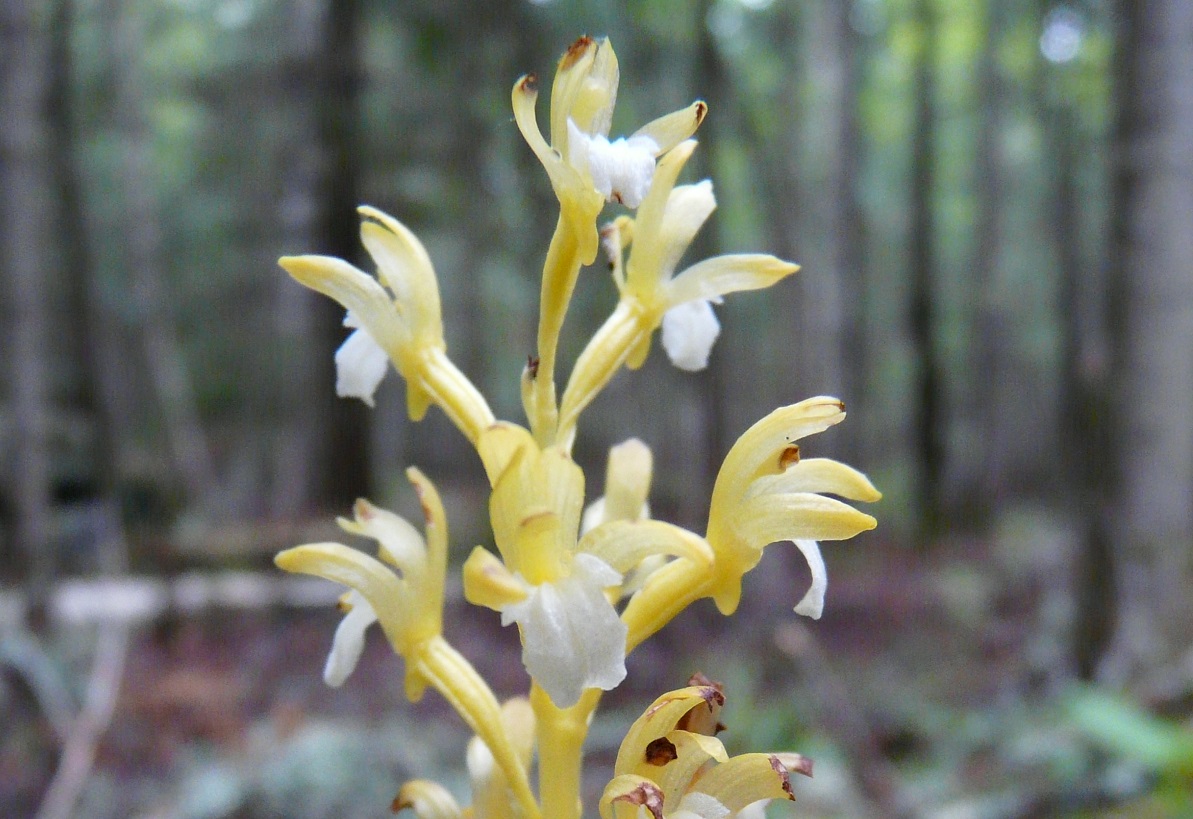 Flower in the forest with several white blossums and a yellow stalk