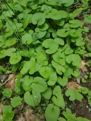Many heart-shaped green leaves growing out of the soil
