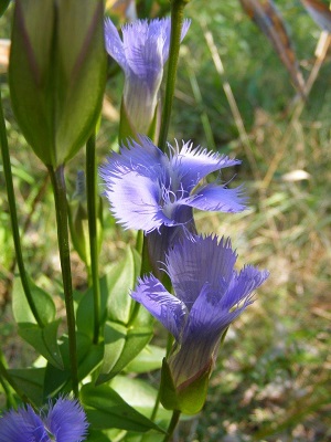 Purple flower surrounded by green leaves and grass