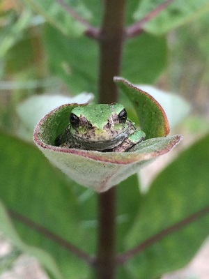 gray frog sitting on leaf